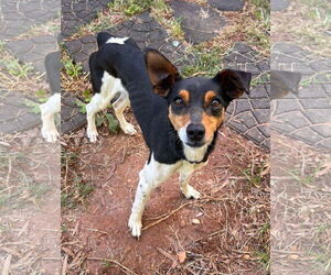 Parson Russell Terrier-Rat Terrier Mix Dogs for adoption in Rustburg, VA, USA