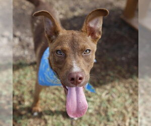 American Staffordshire Terrier-Unknown Mix Dogs for adoption in San Antonio, TX, USA