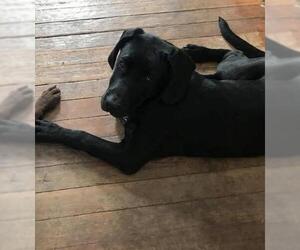 Mastador Dogs for adoption in Fargo, ND, USA
