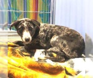Catahoula Leopard Dog Dogs for adoption in Show Low, AZ, USA