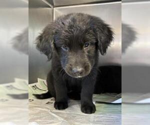 Labrador Retriever-Unknown Mix Dogs for adoption in Visalia, CA, USA