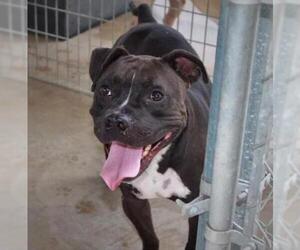 Staffordshire Bull Terrier-Unknown Mix Dogs for adoption in Columbus, IN, USA