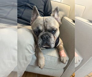 French Bulldog Dogs for adoption in St. Louis Park, MN, USA