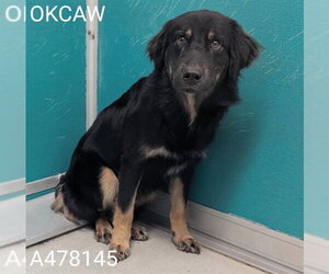 German Shepherd Dog-Unknown Mix Dogs for adoption in Oklahoma City, OK, USA