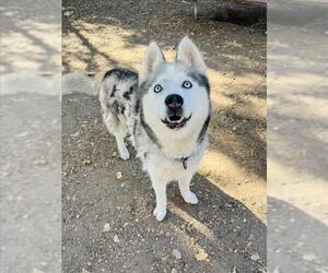 Siberian Husky Dogs for adoption in Santa Barbara, CA, USA