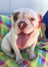 Bulldog Dogs for adoption in Fresno, CA, USA