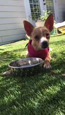 Medium Photo #1 Italian Greyhuahua Puppy For Sale in Tampa, FL, USA