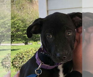 Boxador Dogs for adoption in pomfret, CT, USA