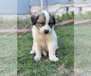 Great Pyrenees-Unknown Mix Dogs for adoption in Minneapolis, MN, USA