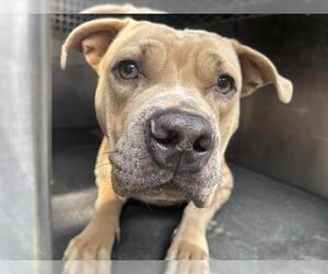 American Staffordshire Terrier-Unknown Mix Dogs for adoption in Grand Prairie, TX, USA