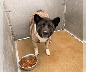 Akita Dogs for adoption in HESPERIA, CA, USA