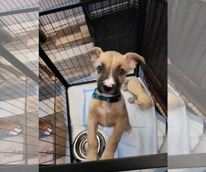 Mutt Dogs for adoption in Costa Mesa , CA, USA
