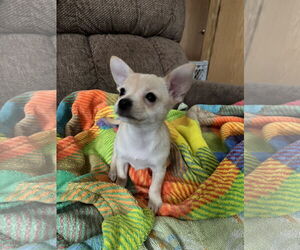 Chihuahua-Unknown Mix Dogs for adoption in Lake Elsinore, CA, USA