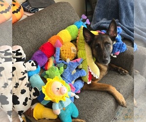 Mutt Dogs for adoption in Fort Collins, CO, USA