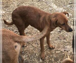 Labrador Retriever-Redbone Coonhound Mix Dogs for adoption in Waldron, AR, USA