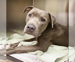 American Staffordshire Terrier-Unknown Mix Dogs for adoption in San Antonio, TX, USA