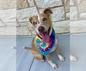 American Pit Bull Terrier-Catahoula Leopard Dog Mix Dogs for adoption in Baytown, TX, USA