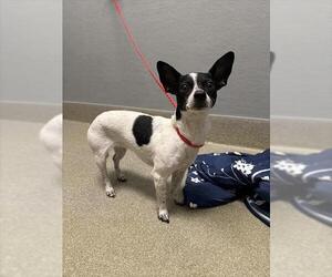 Chihuahua-Unknown Mix Dogs for adoption in Las Vegas, NV, USA
