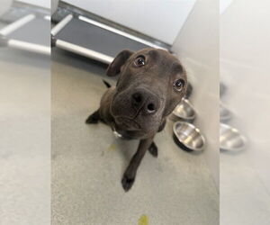 Mutt Dogs for adoption in Fayetteville, NC, USA