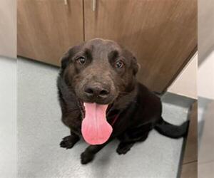 Labrador Retriever Dogs for adoption in Baytown, TX, USA