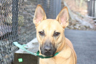 Black Mouth Cur Dogs for adoption in Salem, MA, USA