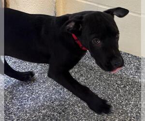 Great Dane-Unknown Mix Dogs for adoption in Brewster, MA, USA