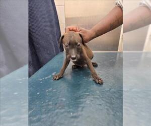 Mutt Dogs for adoption in Mobile, AL, USA