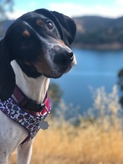 Treeing Walker Coonhound Dogs for adoption in Sonora, CA, USA