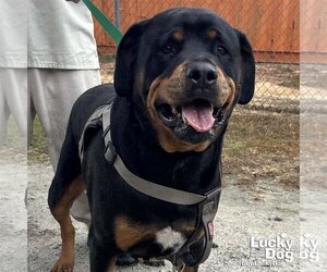 Rottweiler-Unknown Mix Dogs for adoption in Washington, DC, USA