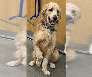 Labradoodle Dogs for adoption in Forestville, MD, USA