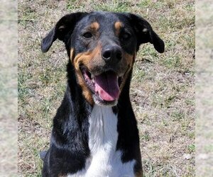 Doberman Pinscher Dogs for adoption in Von Ormy, TX, USA