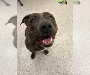 Mutt Dogs for adoption in Brighton, CO, USA