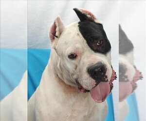 Dogo Argentino Dogs for adoption in Burbank, CA, USA