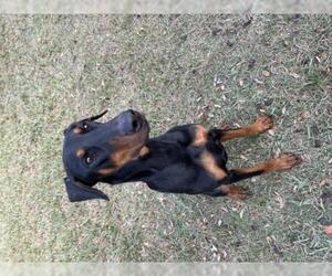 Doberman Pinscher Dogs for adoption in Groveland, FL, USA
