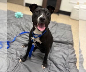 American Pit Bull Terrier-Unknown Mix Dogs for adoption in Boston, MA, USA