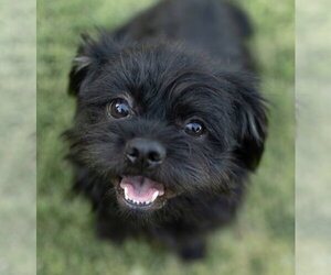 Shih Tzu-Unknown Mix Dogs for adoption in Temecula, CA, USA