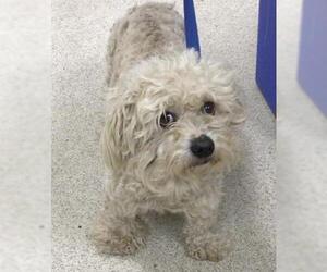 Maltese Dogs for adoption in Riverside, CA, USA