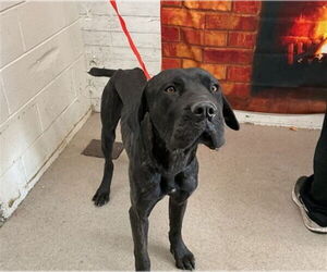 Mutt Dogs for adoption in San Bernardino, CA, USA