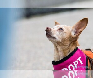 Chi-Corgi Dogs for adoption in San Francisco, CA, USA