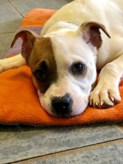 Medium Photo #3 Boxer-Unknown Mix Puppy For Sale in Decatur, GA, USA