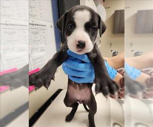 American Pit Bull Terrier Dogs for adoption in Conroe, TX, USA