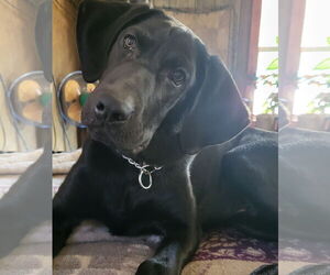Mutt Dogs for adoption in Montello, WI, USA