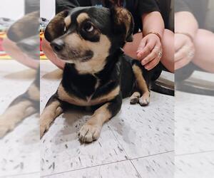 Chiweenie Dogs for adoption in San Antonio, TX, USA
