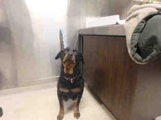 Rottweiler Dogs for adoption in Fairbanks, AK, USA