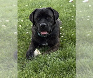 Retriever -Unknown Mix Dogs for adoption in Duluth, MN, USA