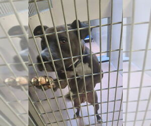 American Pit Bull Terrier-Unknown Mix Dogs for adoption in Ogden, UT, USA