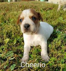 Medium Photo #1 American Staffordshire Terrier-Labrador Retriever Mix Puppy For Sale in Marion, KY, USA