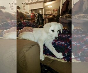 Labrador Retriever-Unknown Mix Dogs for adoption in Montello, WI, USA