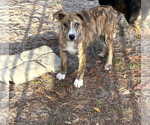 Mountain Cur-Unknown Mix Dogs for adoption in Palatka, FL, USA
