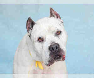 American Staffordshire Terrier Dogs for adoption in Downey, CA, USA